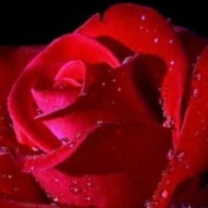 Meet your Posher, Automn